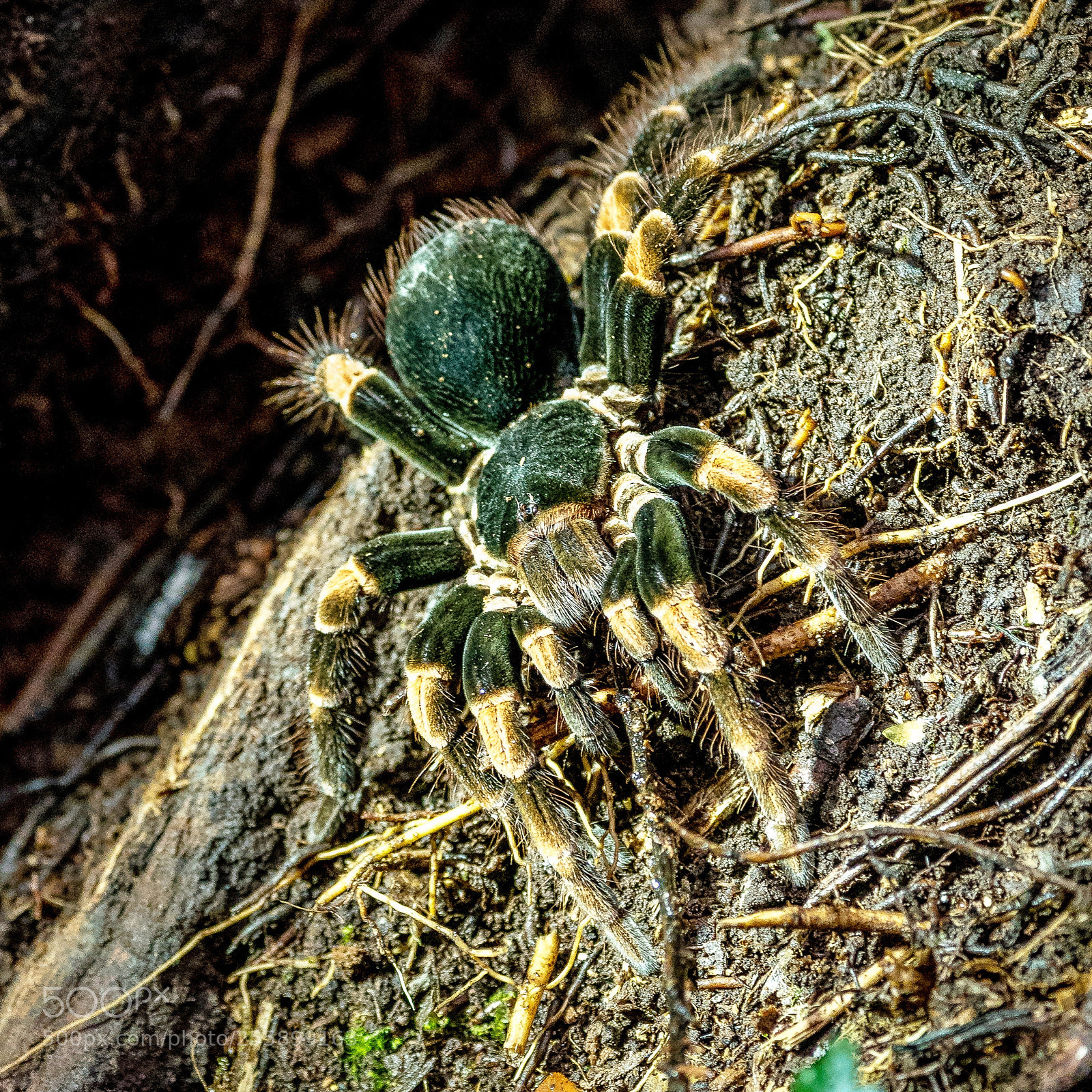 Sony a9 sample photo. Tarantula comes out photography