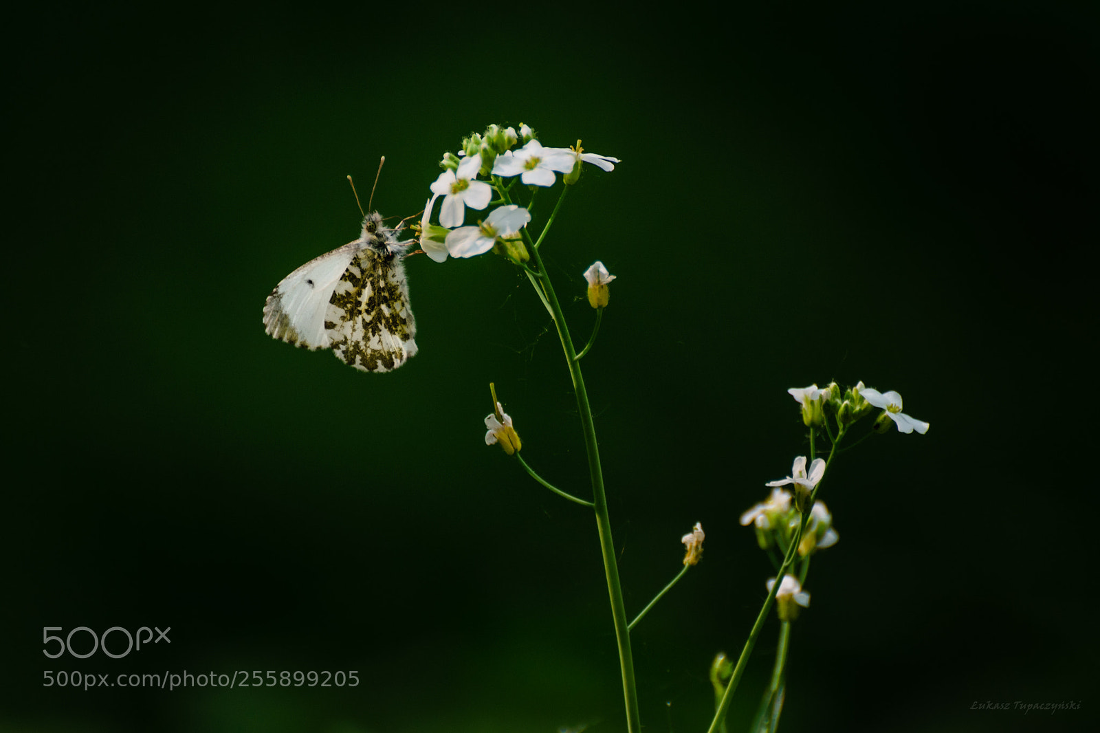 Nikon D5300 sample photo. Motyl photography