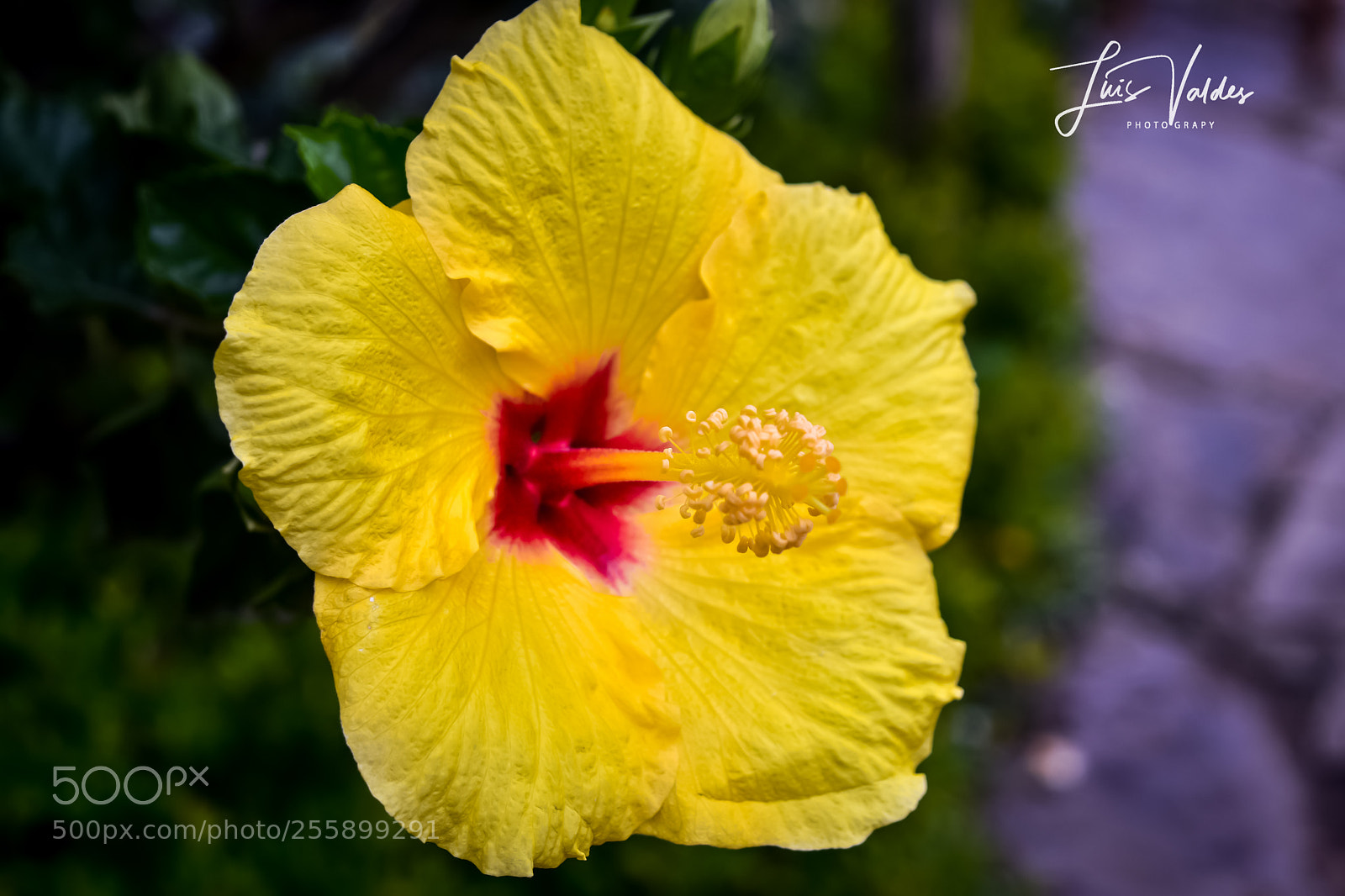 Nikon D7200 sample photo. Contrast photography