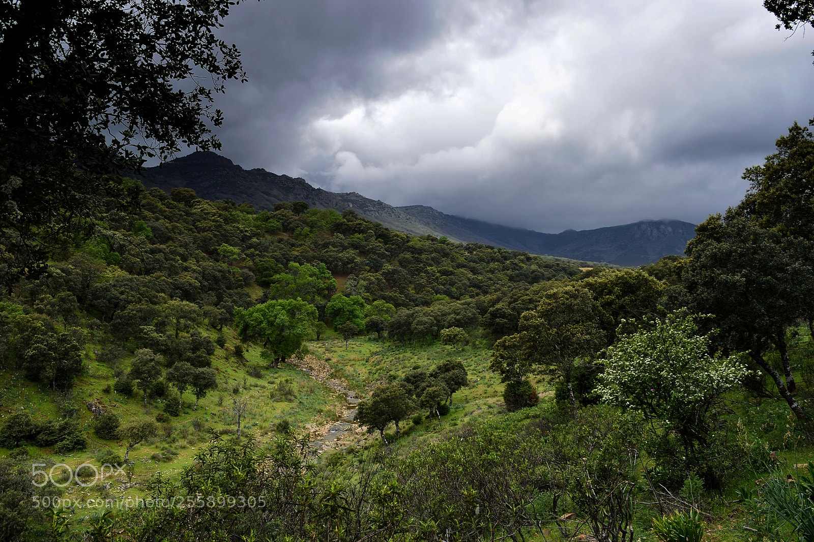 Nikon D3300 sample photo. Sierra morena photography