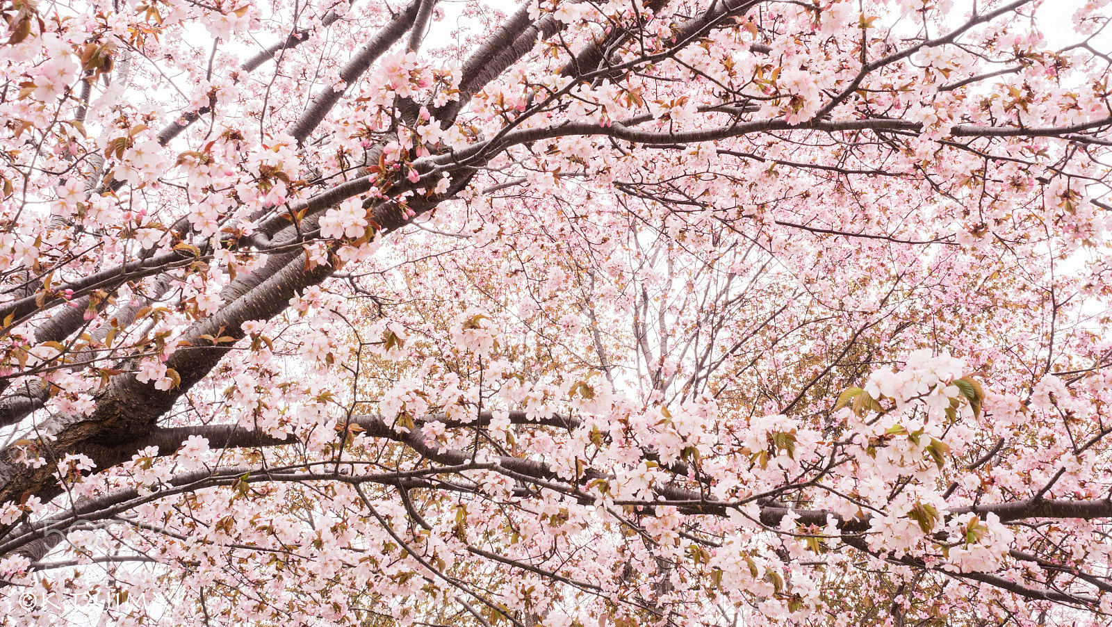 Olympus OM-D E-M1 Mark II sample photo. Sakura photography