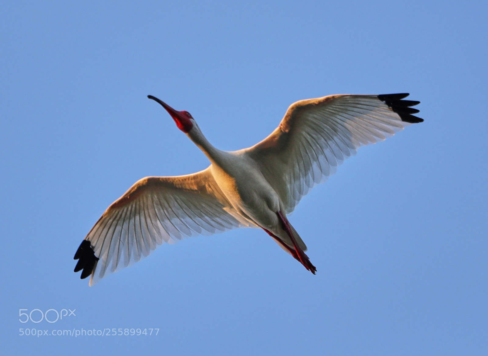 Canon EOS-1D X Mark II sample photo. 04-30-18-0015286.jpg photography