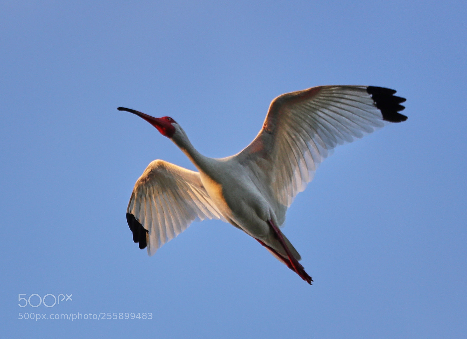 Canon EOS-1D X Mark II sample photo. 04-30-18-0015285.jpg photography