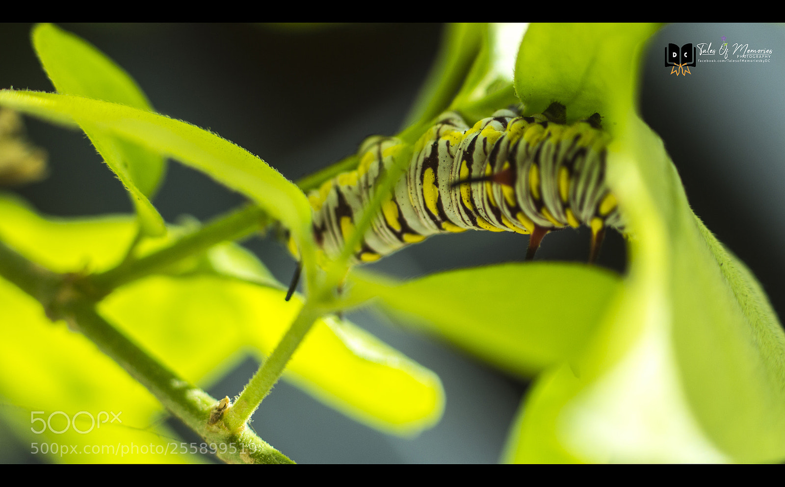 Canon EOS 700D (EOS Rebel T5i / EOS Kiss X7i) sample photo. Untitled photography