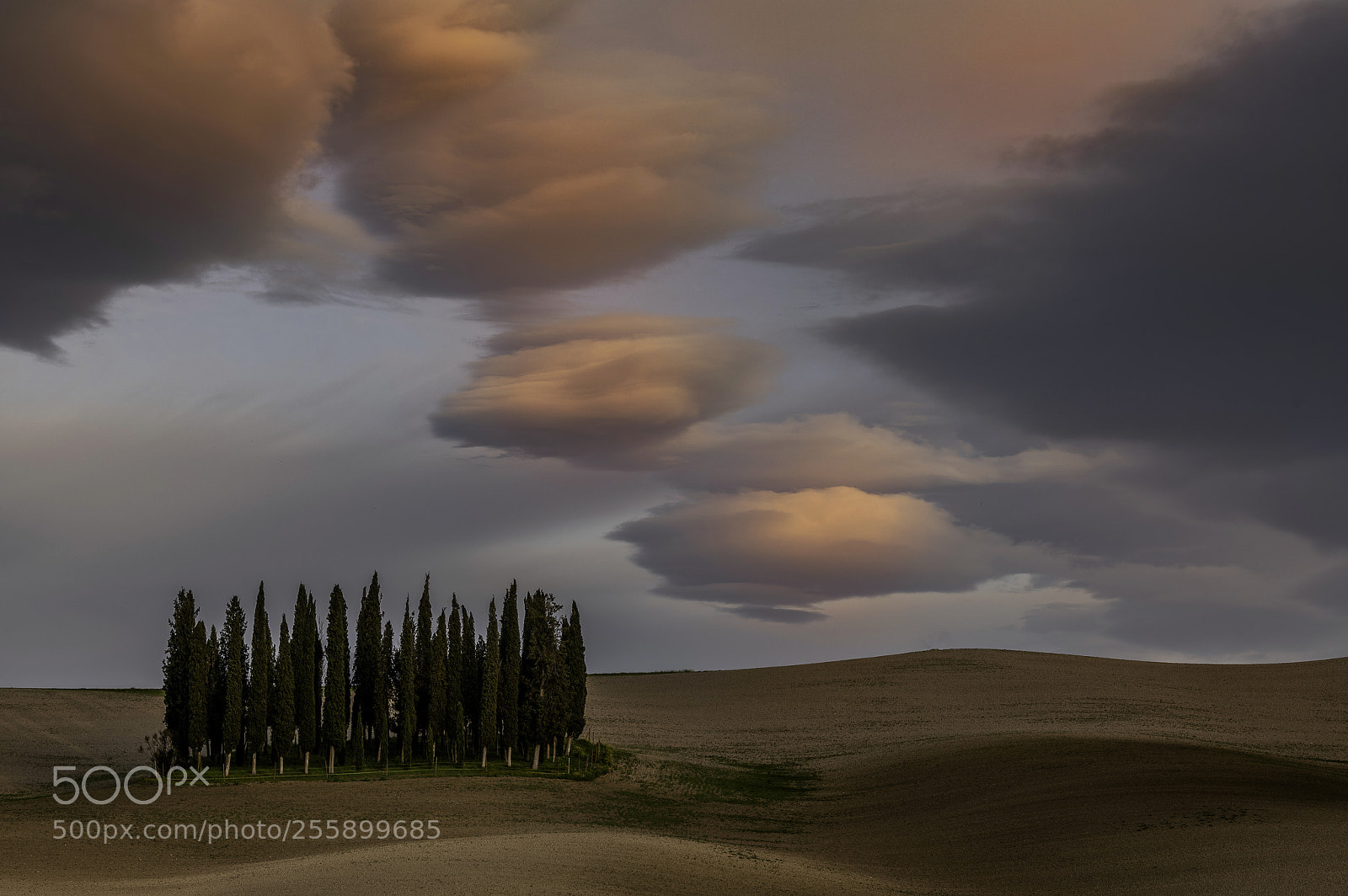 Nikon D850 sample photo. Cypress all the way photography