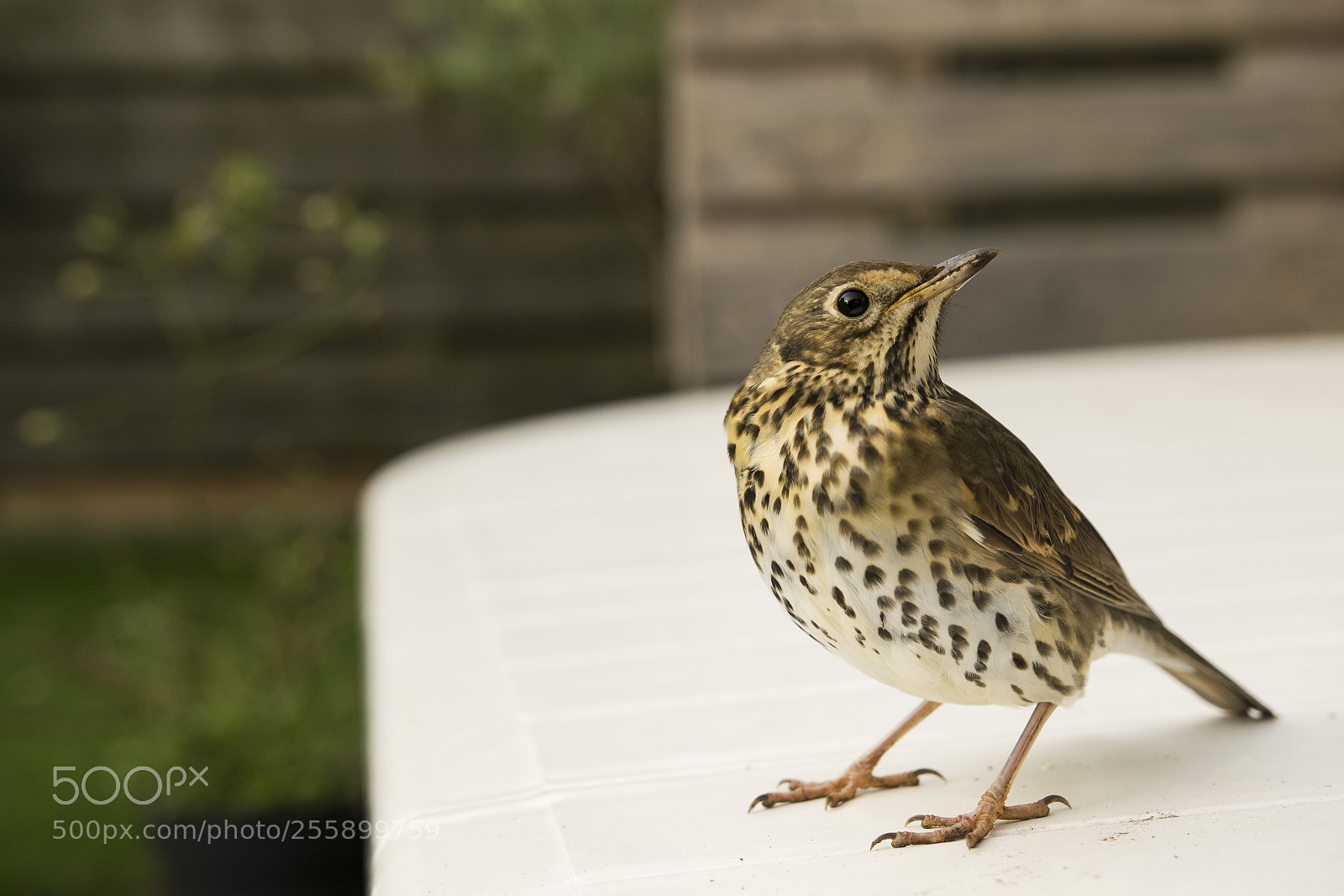 Nikon D5300 sample photo. Bird photography