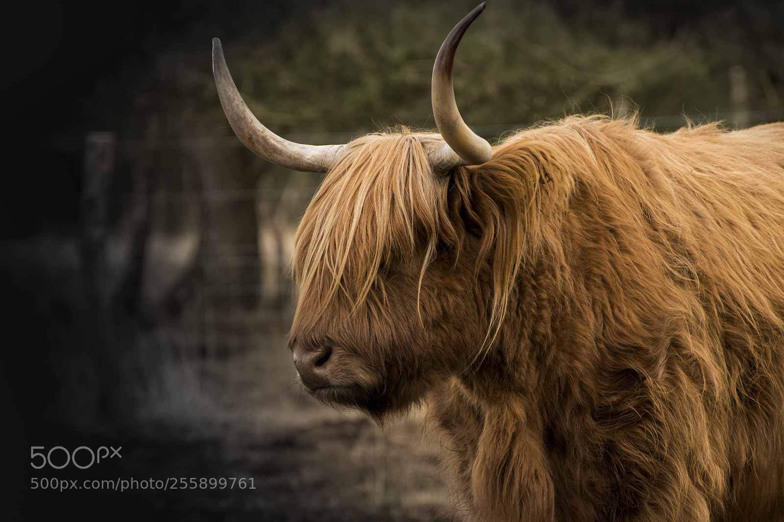 Nikon D5300 sample photo. Highland cow photography
