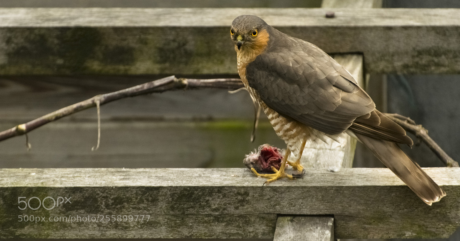 Nikon D5300 sample photo. Accipiter nisus photography