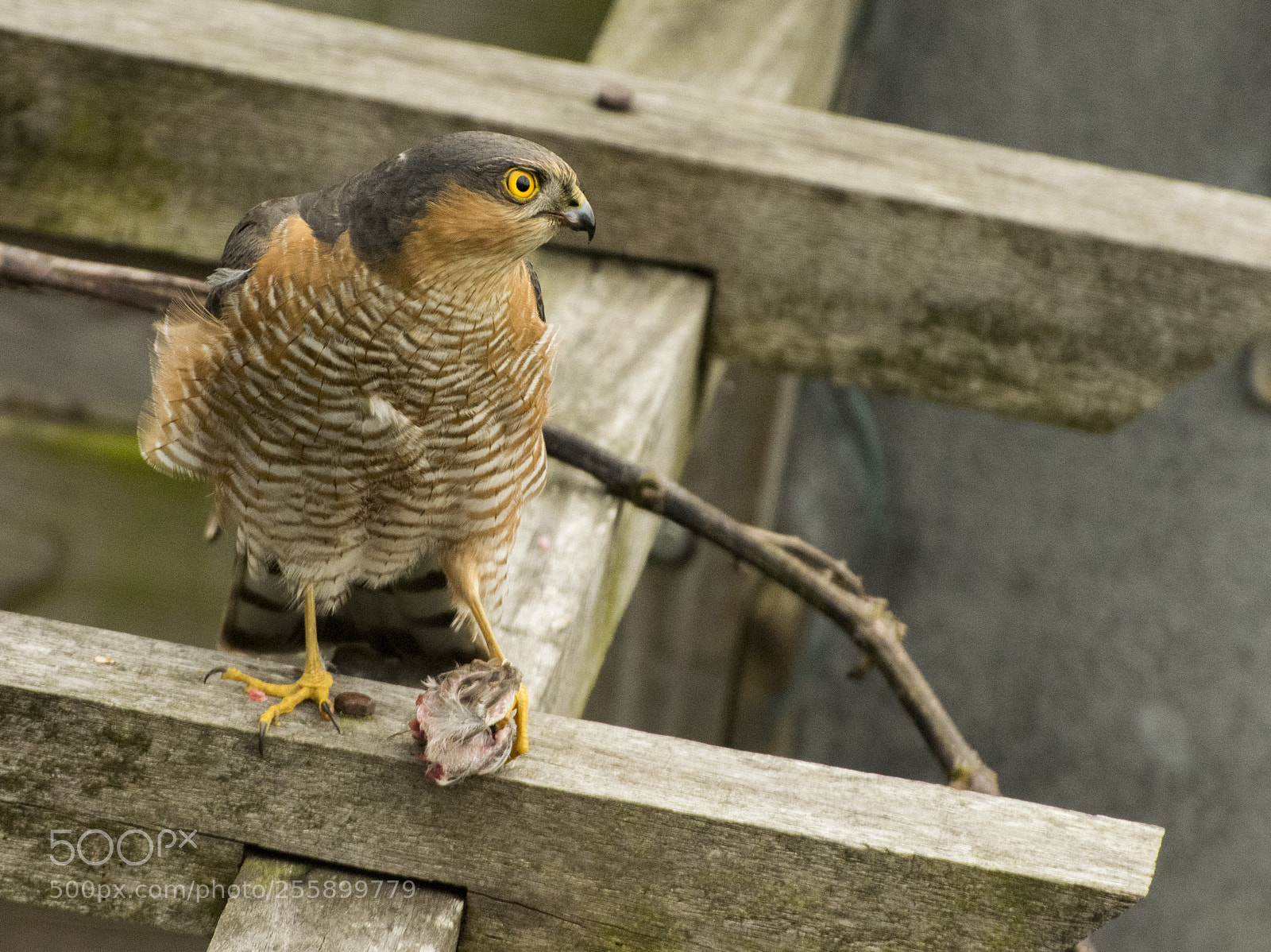 Nikon D5300 sample photo. Accipiter nisus 2 photography
