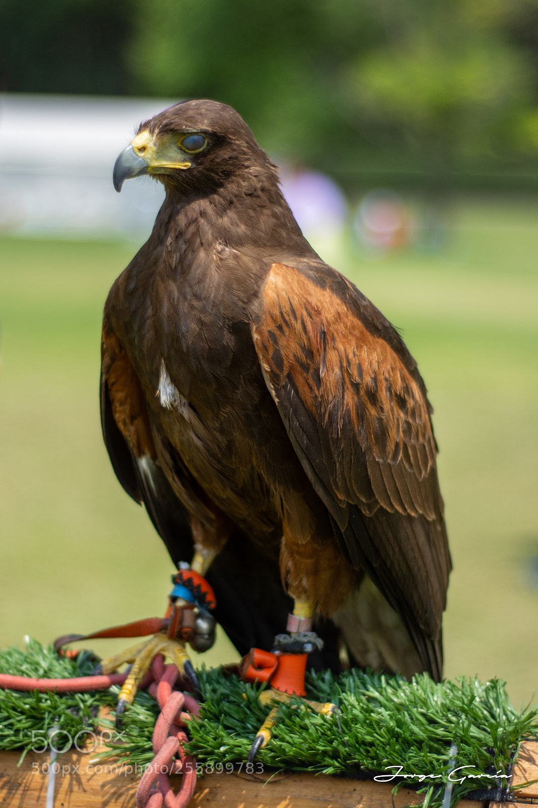 Nikon D7200 sample photo. Captivity photography