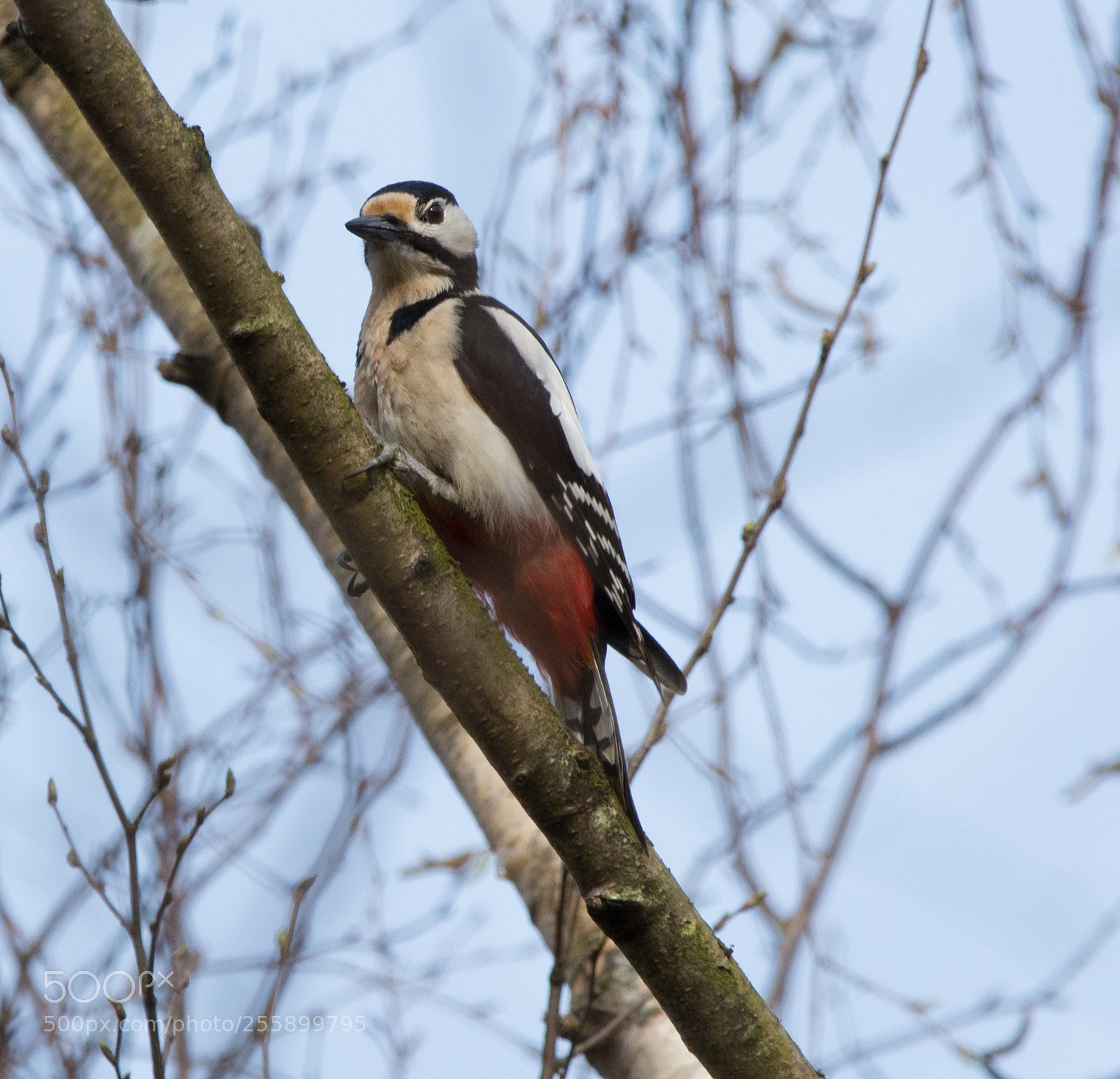 Nikon D7100 sample photo. Spotted photography
