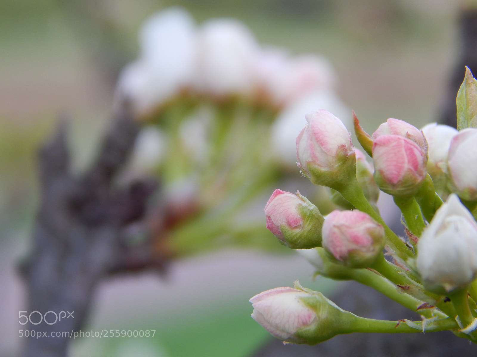 Nikon Coolpix L820 sample photo. Blooms of spring photography