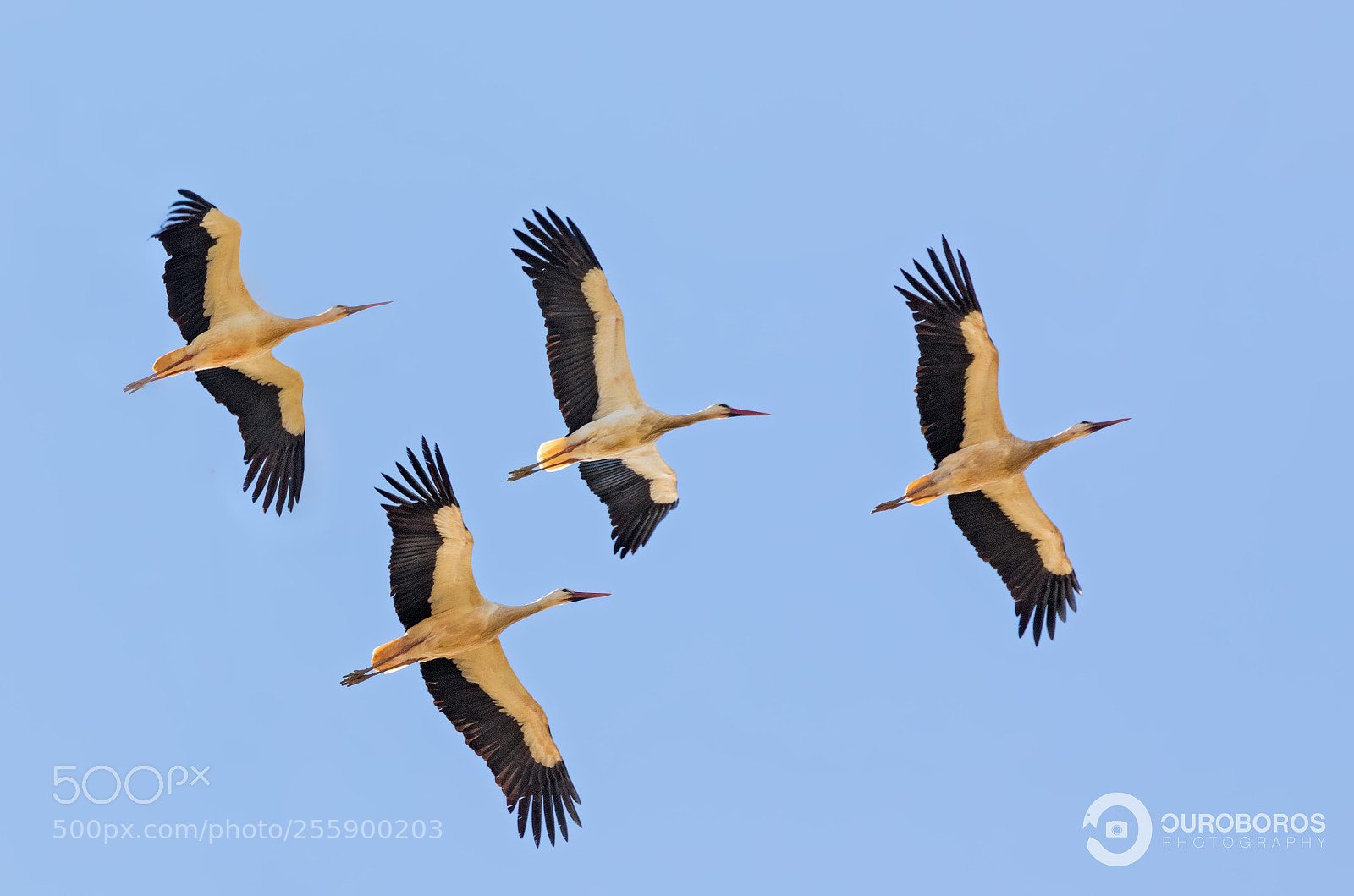 Canon EOS 5D Mark IV sample photo. White stork (ciconia ciconia) photography
