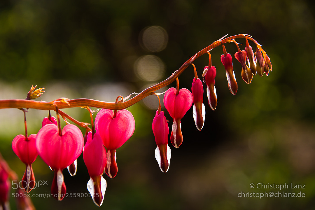 Nikon D7200 sample photo. The bleeding heart photography