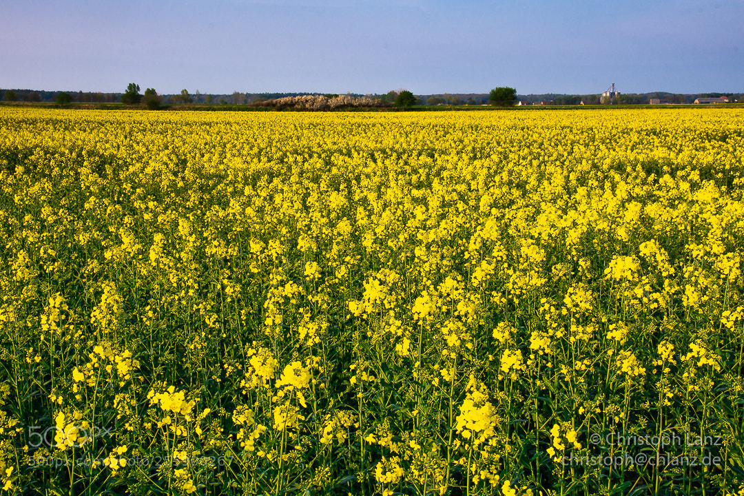 Nikon D7200 sample photo. Yellow and green photography