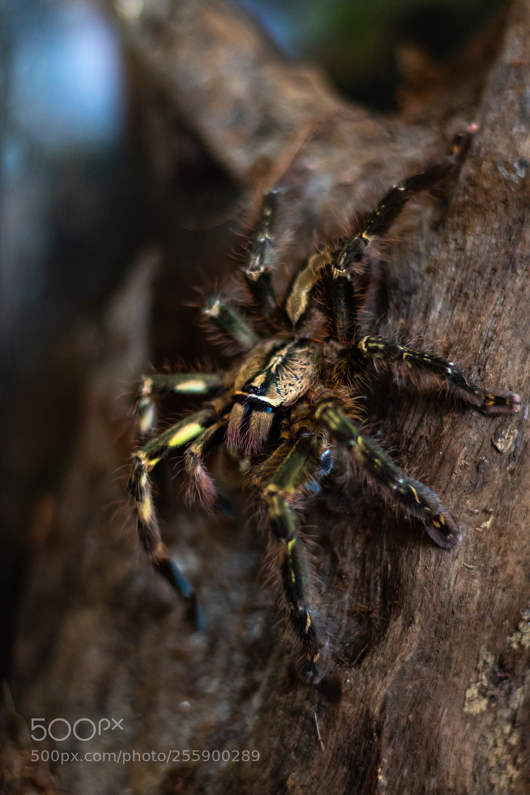 Canon EOS 1300D (EOS Rebel T6 / EOS Kiss X80) sample photo. Poecilotheria ornata photography