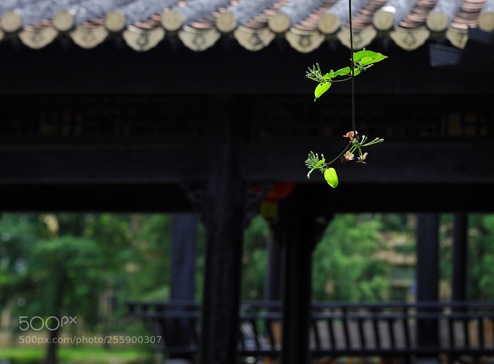 Canon EOS 5DS R sample photo. Untitled photography