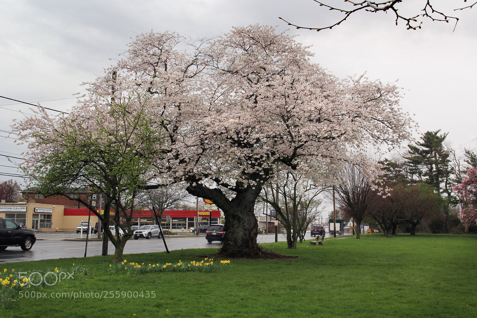Canon EF-S 18-135mm F3.5-5.6 IS sample photo. Ancient cherry tree photography