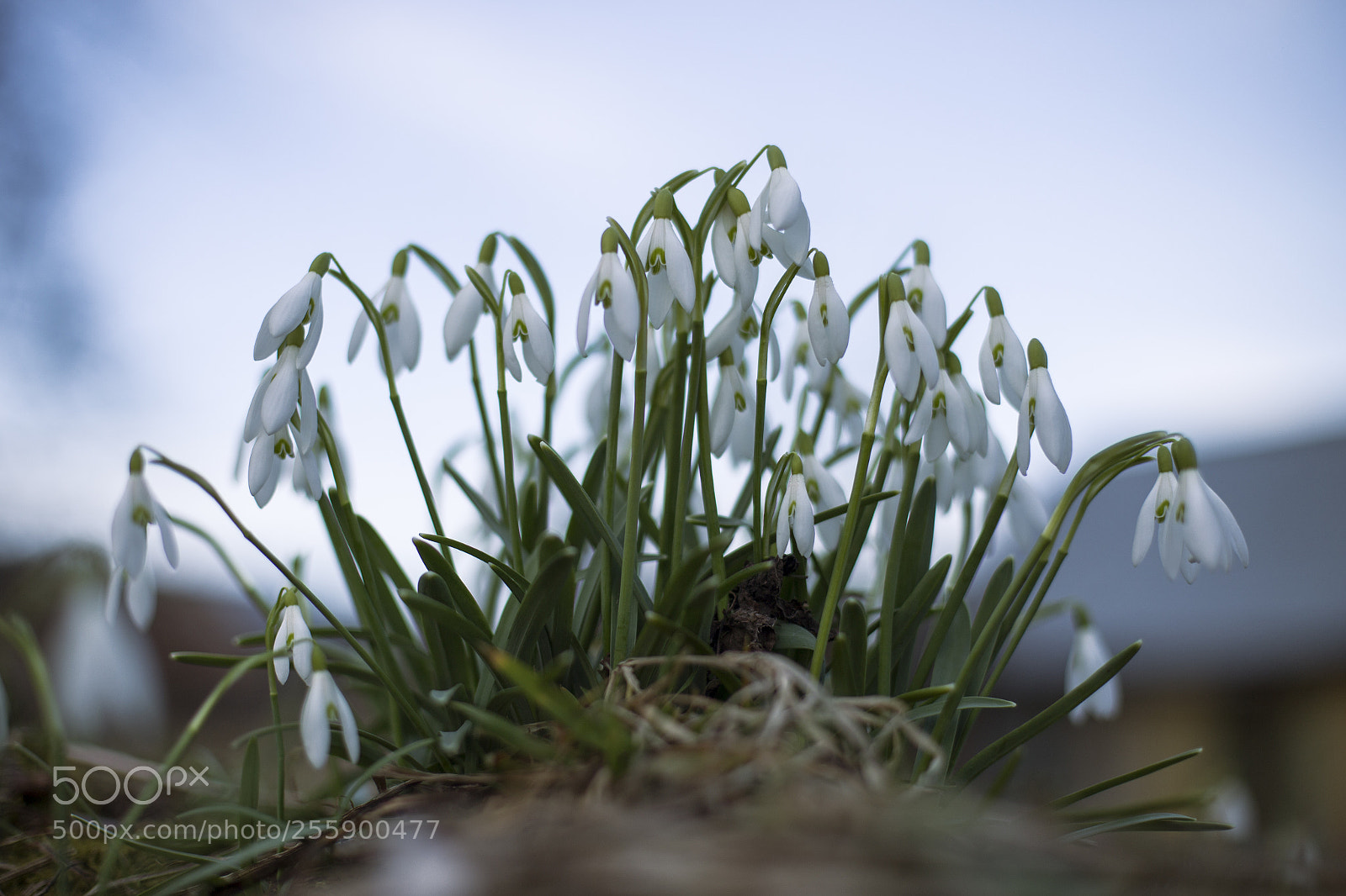Canon EOS 6D sample photo. Galanthus nivalis photography