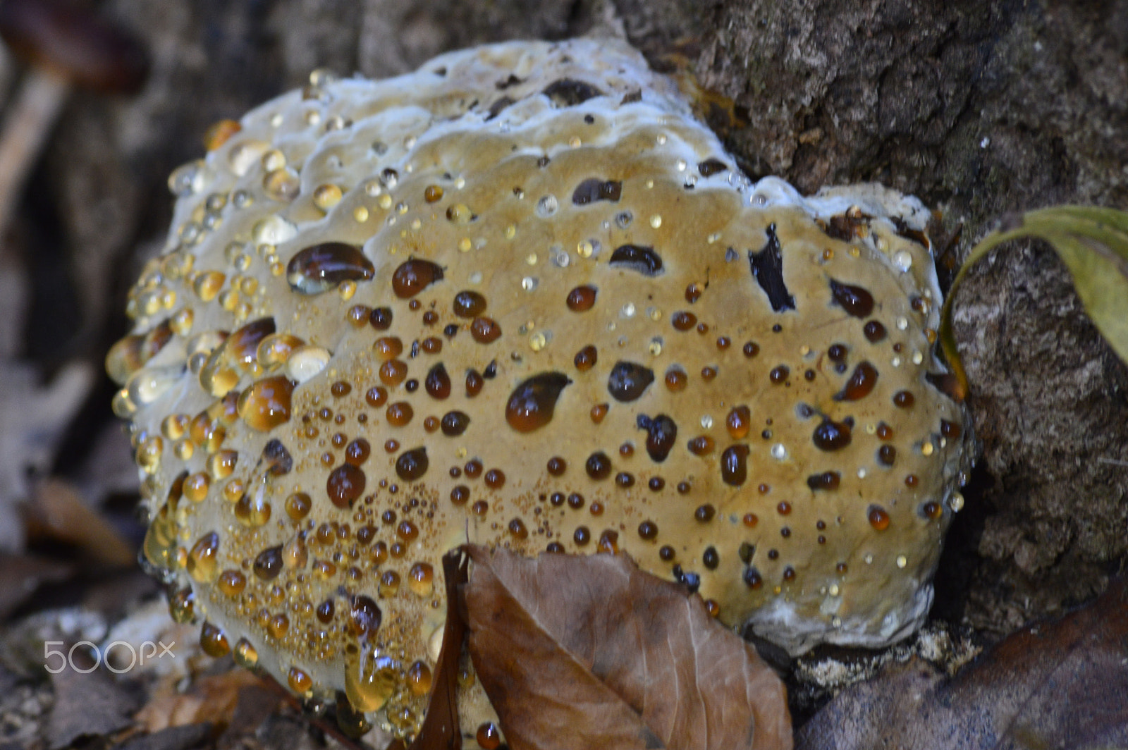 Sigma 70-300mm F4-5.6 APO DG Macro sample photo. Fungus photography