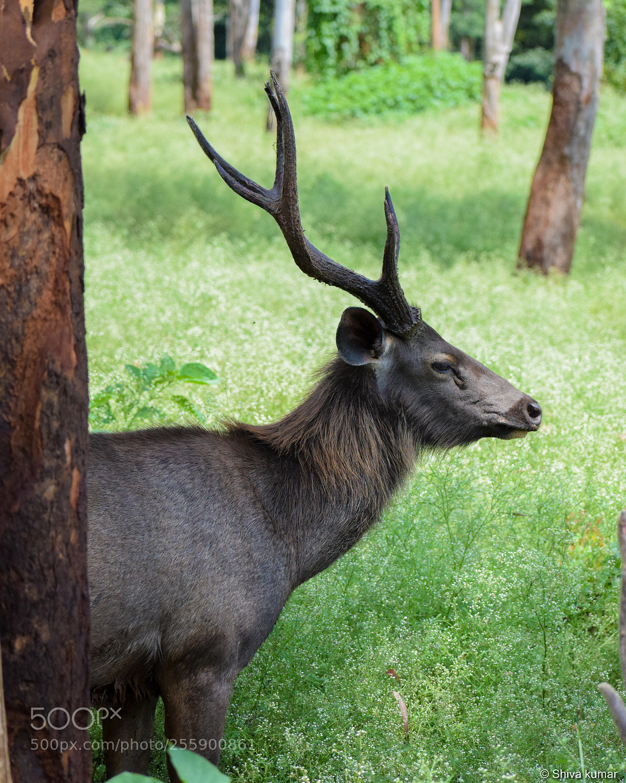 Nikon D3300 sample photo. Sambar photography