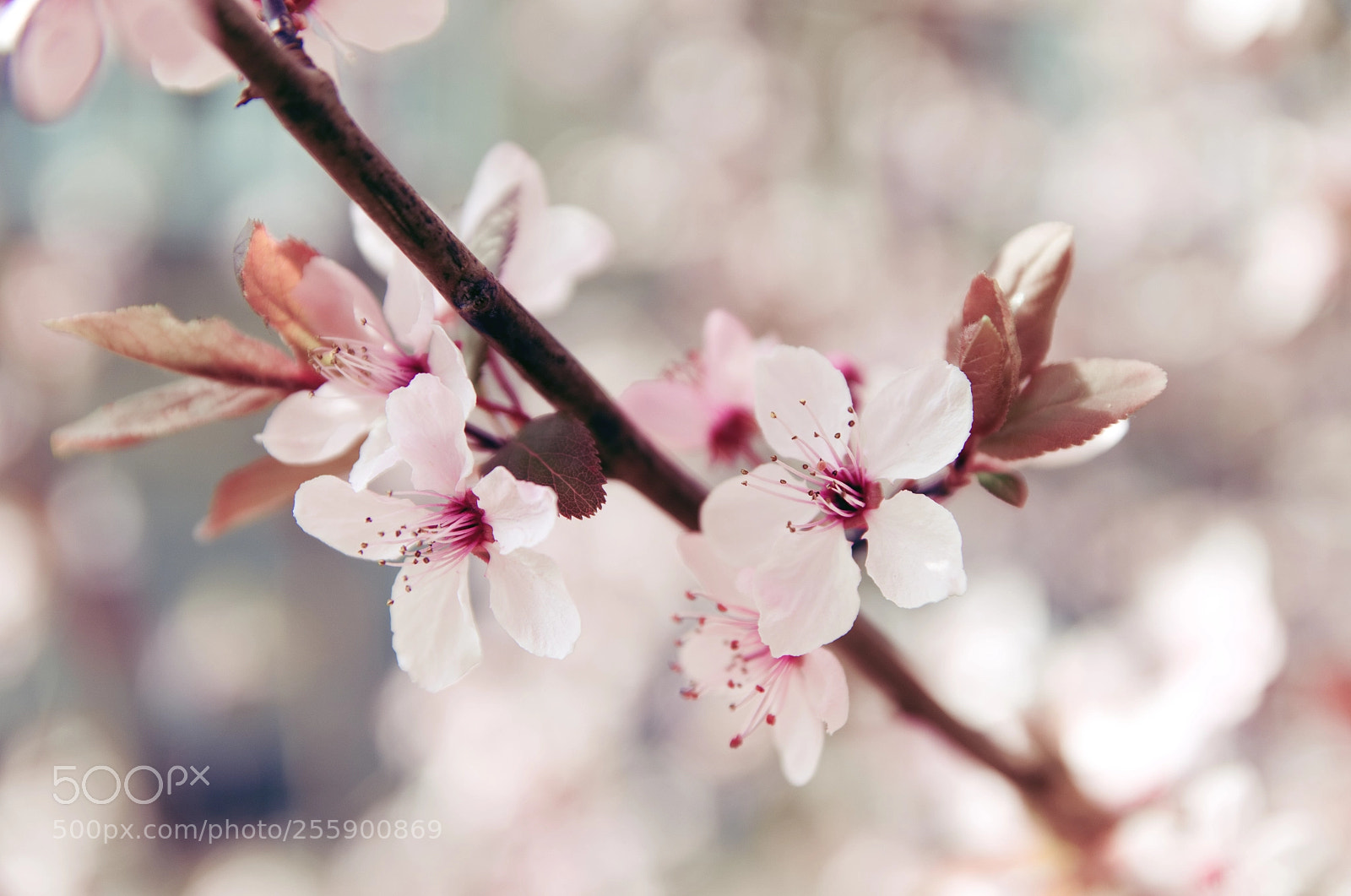 Nikon D5100 sample photo. A short time photography