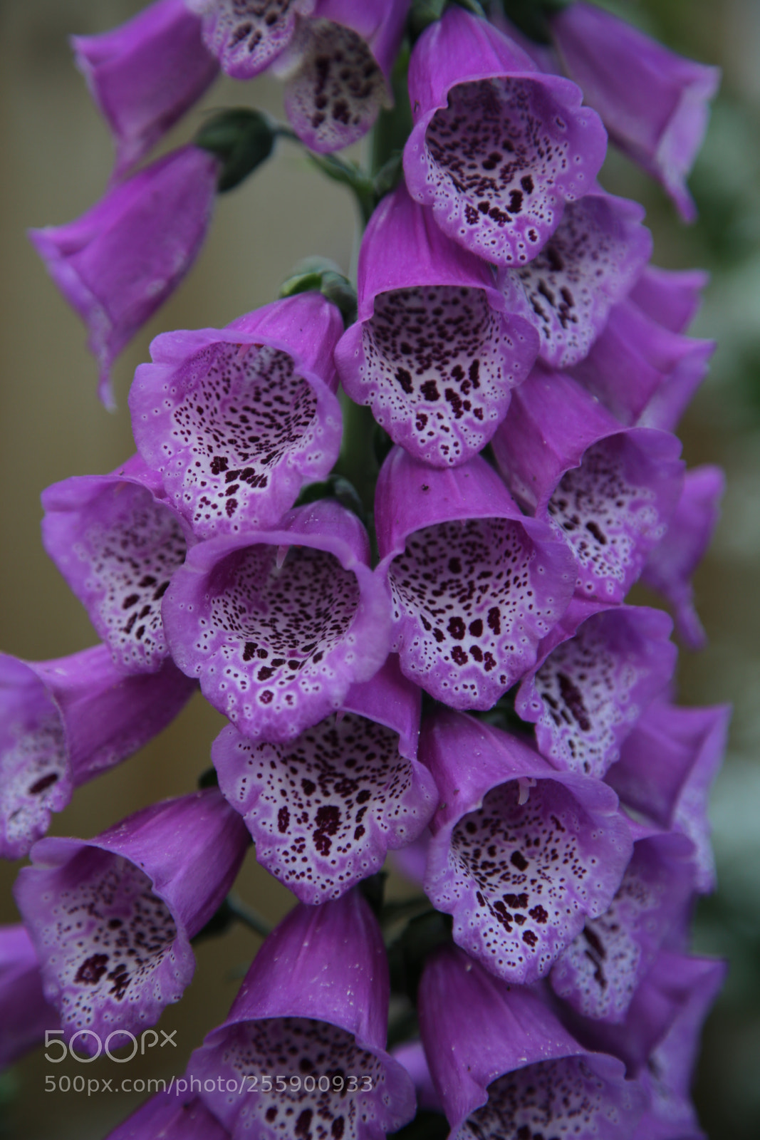 Canon EOS 6D + Canon EF 24-105mm F4L IS USM sample photo. Flowers in summer, ely photography