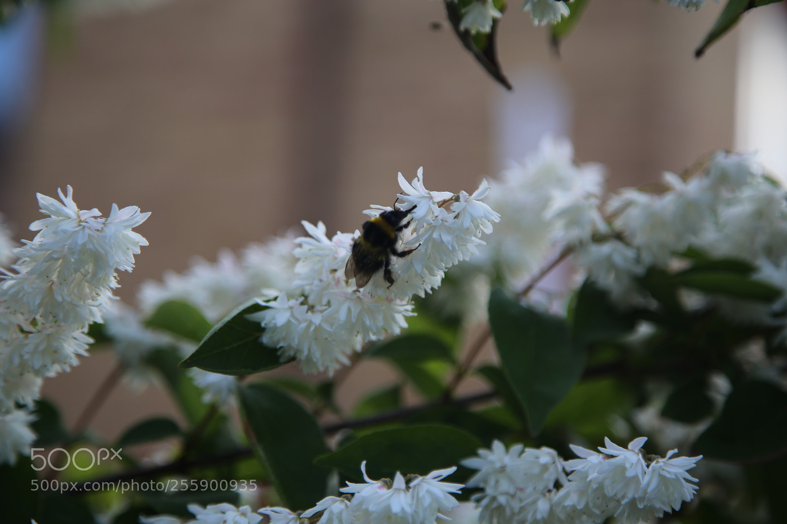 Canon EOS 6D + Canon EF 24-105mm F4L IS USM sample photo. Flowers in summer, ely photography