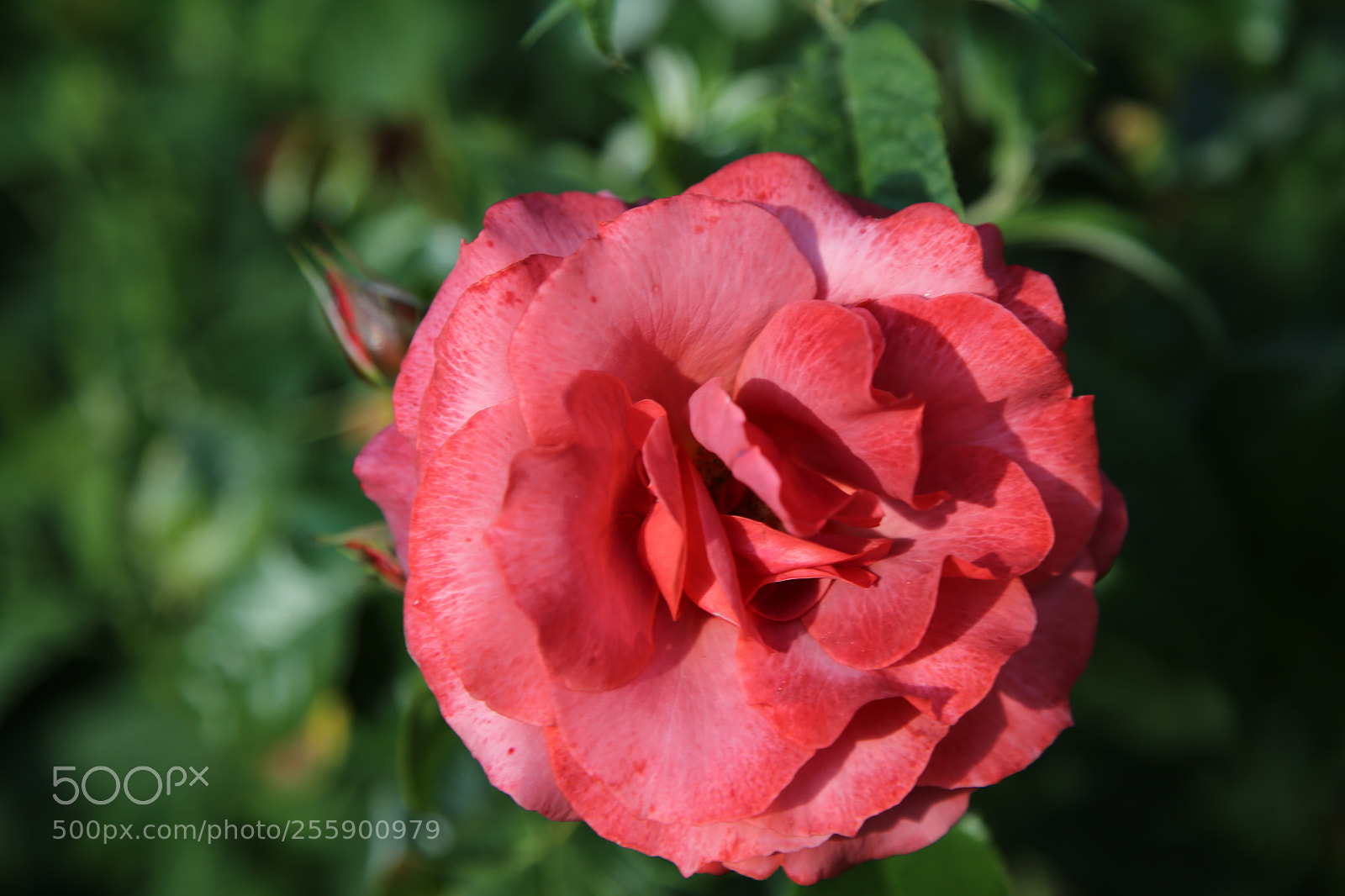 Canon EOS 6D + Canon EF 24-105mm F4L IS USM sample photo. Flowers in summer, ely photography