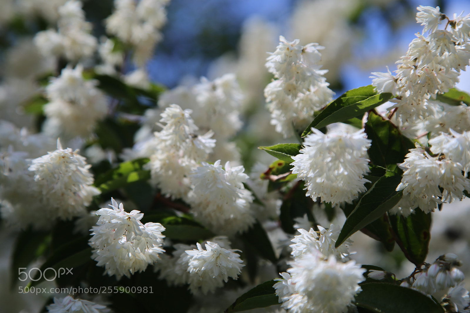 Canon EOS 6D + Canon EF 24-105mm F4L IS USM sample photo. Flowers in summer, ely photography