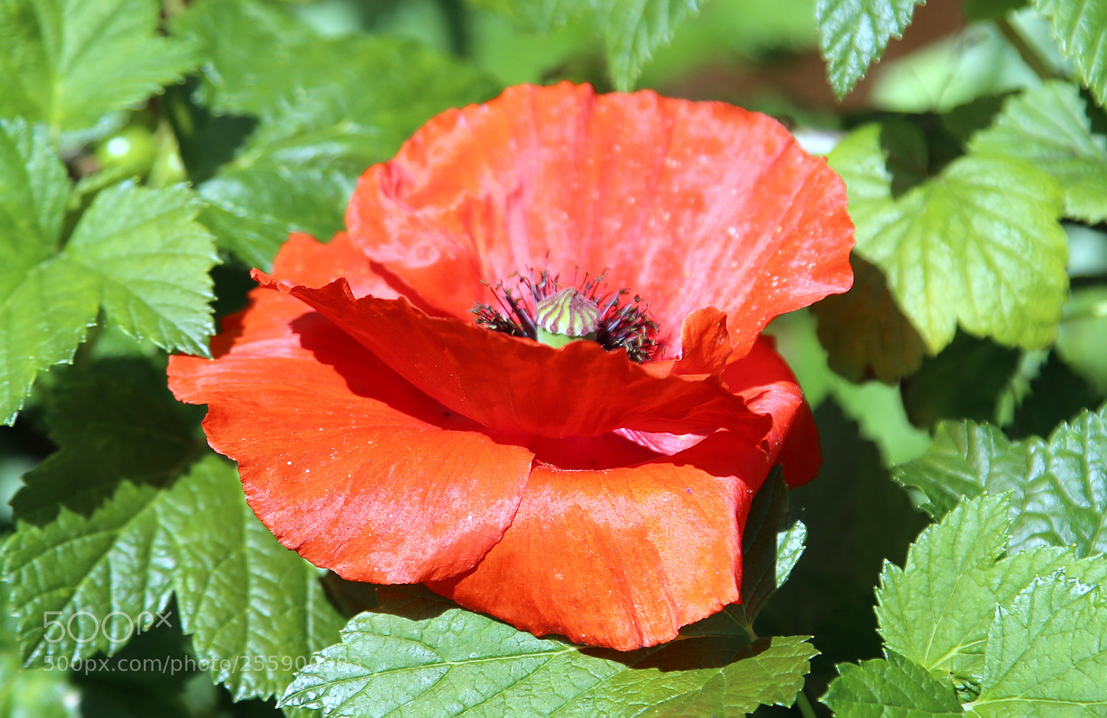 Canon EOS 6D sample photo. Flowers in summer, ely photography