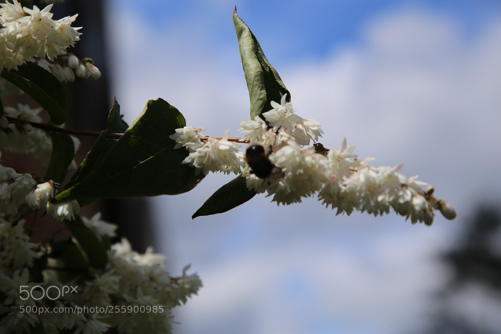 Canon EOS 6D + Canon EF 24-105mm F4L IS USM sample photo. Flowers in summer, ely photography