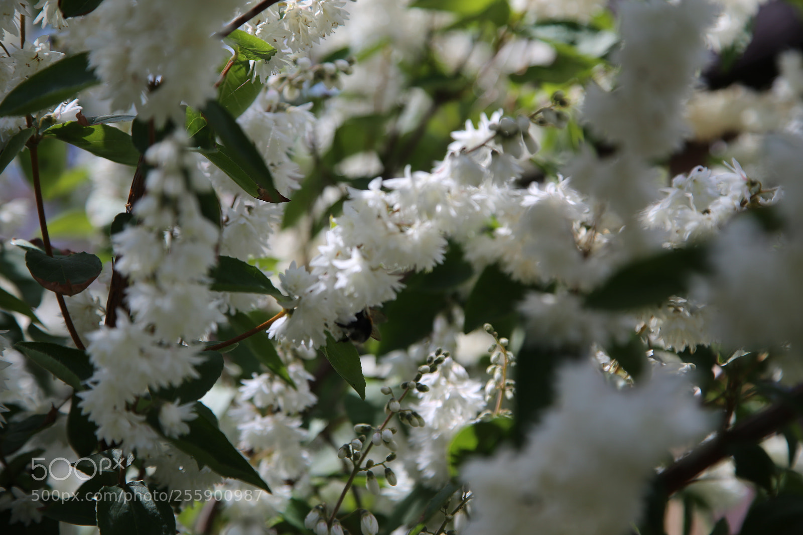 Canon EOS 6D + Canon EF 24-105mm F4L IS USM sample photo. Flowers in summer, ely photography