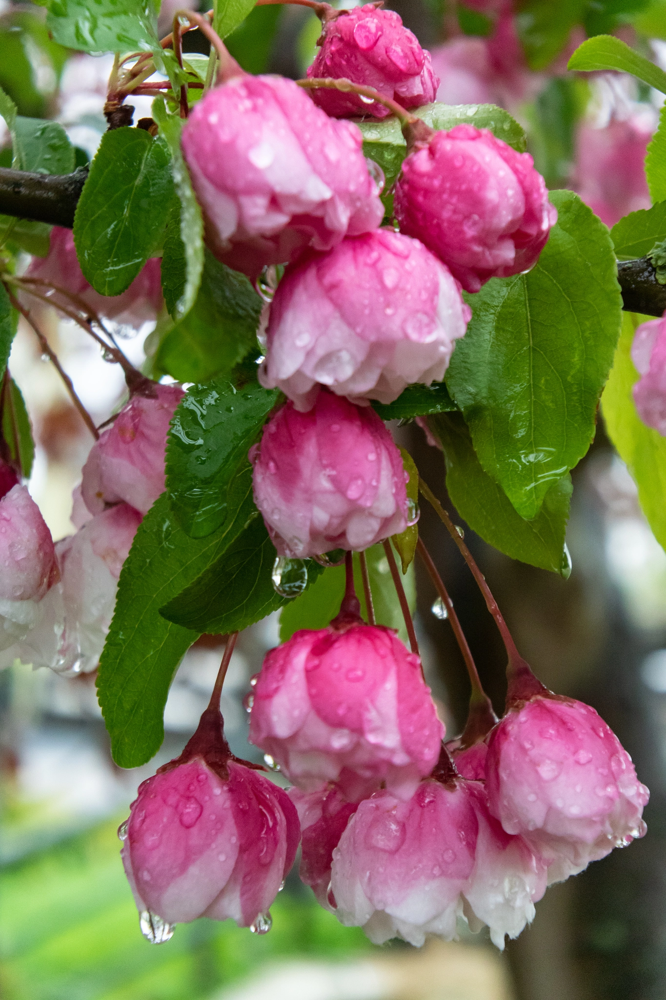 Nikon 1 V3 sample photo. Rainy blossom / verregende bloesem photography