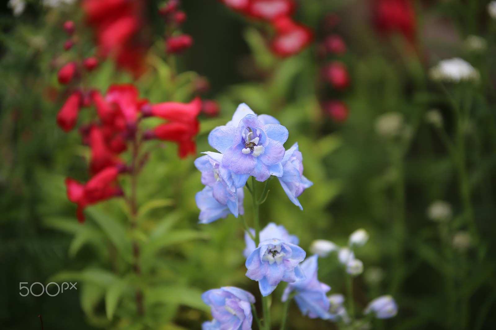 Sigma 70-200mm F2.8 EX DG OS HSM sample photo. Flowers in summer, ely photography