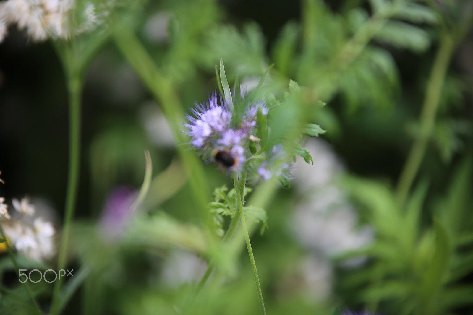Sigma 70-200mm F2.8 EX DG OS HSM sample photo. Flowers in summer, ely photography