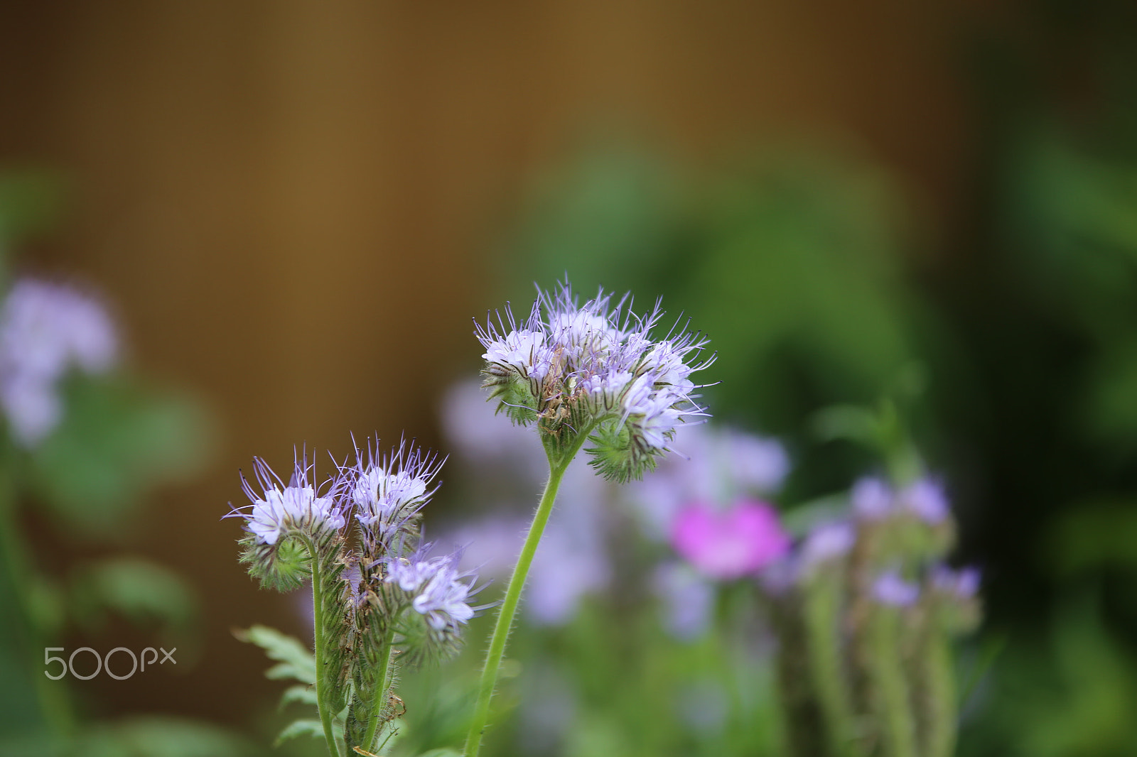 Sigma 70-200mm F2.8 EX DG OS HSM sample photo. Flowers in summer, ely photography
