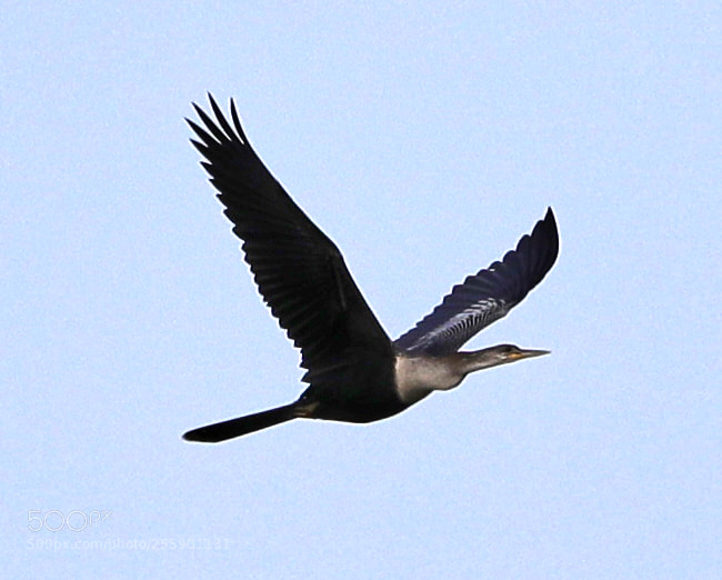 Canon EOS-1D X Mark II sample photo. 04-30-18-0015414.jpg photography