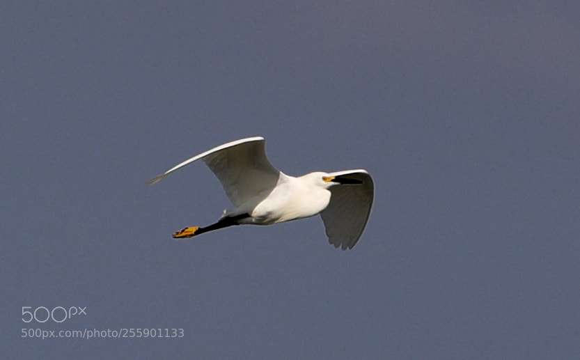Canon EOS-1D X Mark II sample photo. 04-30-18-0015412.jpg photography