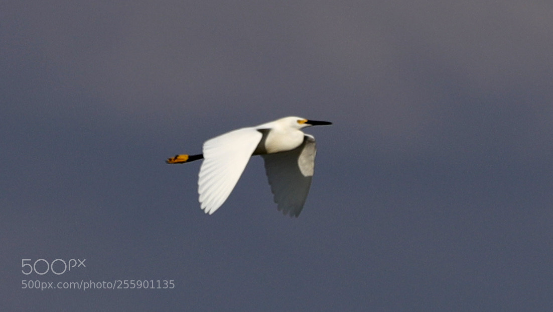 Canon EOS-1D X Mark II sample photo. 04-30-18-0015411.jpg photography