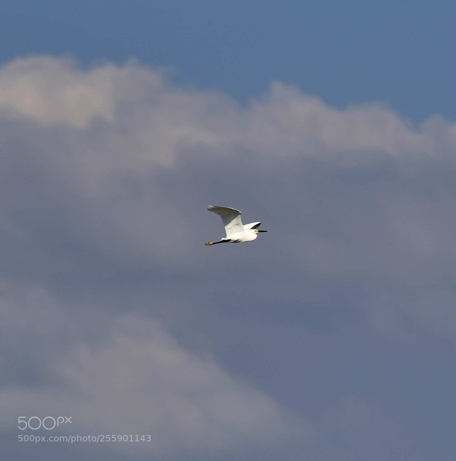Canon EOS-1D X Mark II sample photo. 04-30-18-0015410.jpg photography