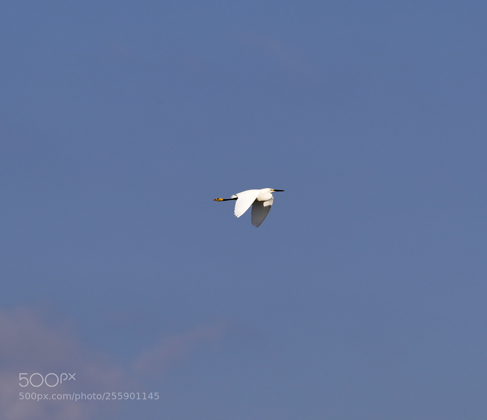 Canon EOS-1D X Mark II sample photo. 04-30-18-0015409.jpg photography
