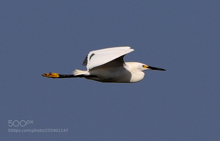 Canon EOS-1D X Mark II sample photo. 04-30-18-0015408.jpg photography