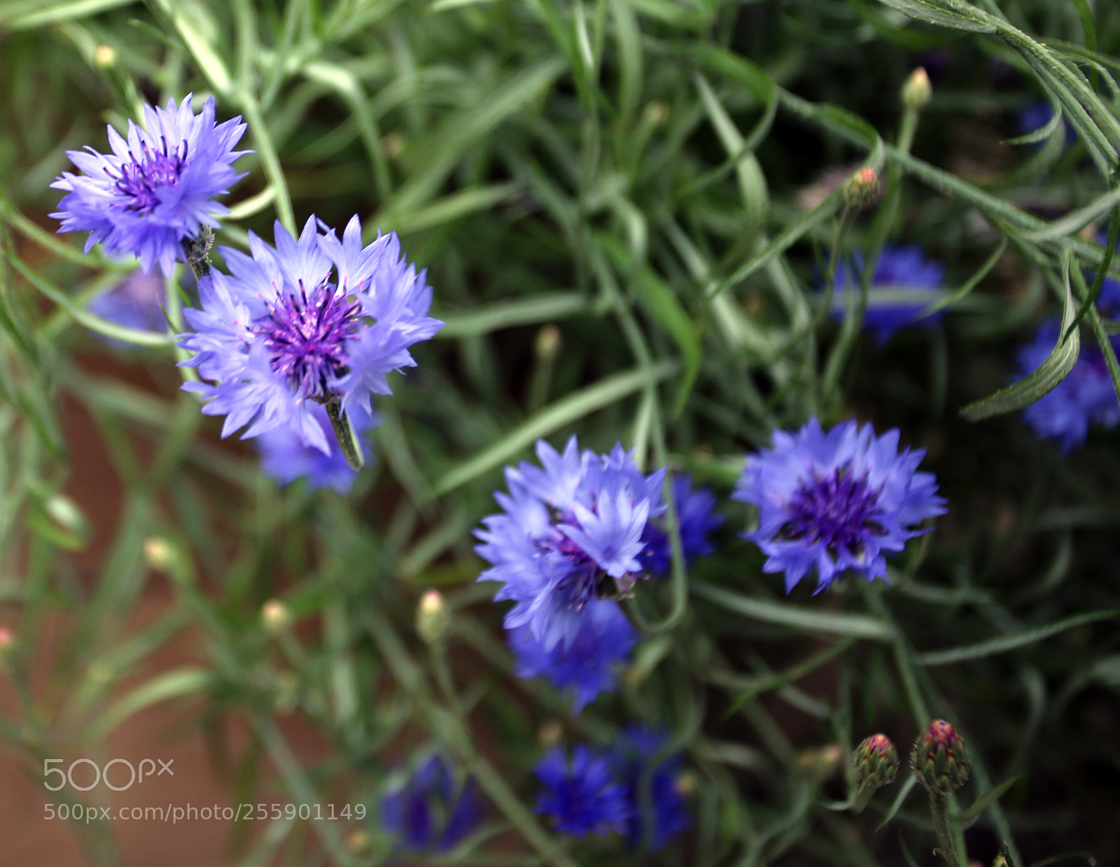 Canon EOS 6D sample photo. Flowers in summer, ely photography