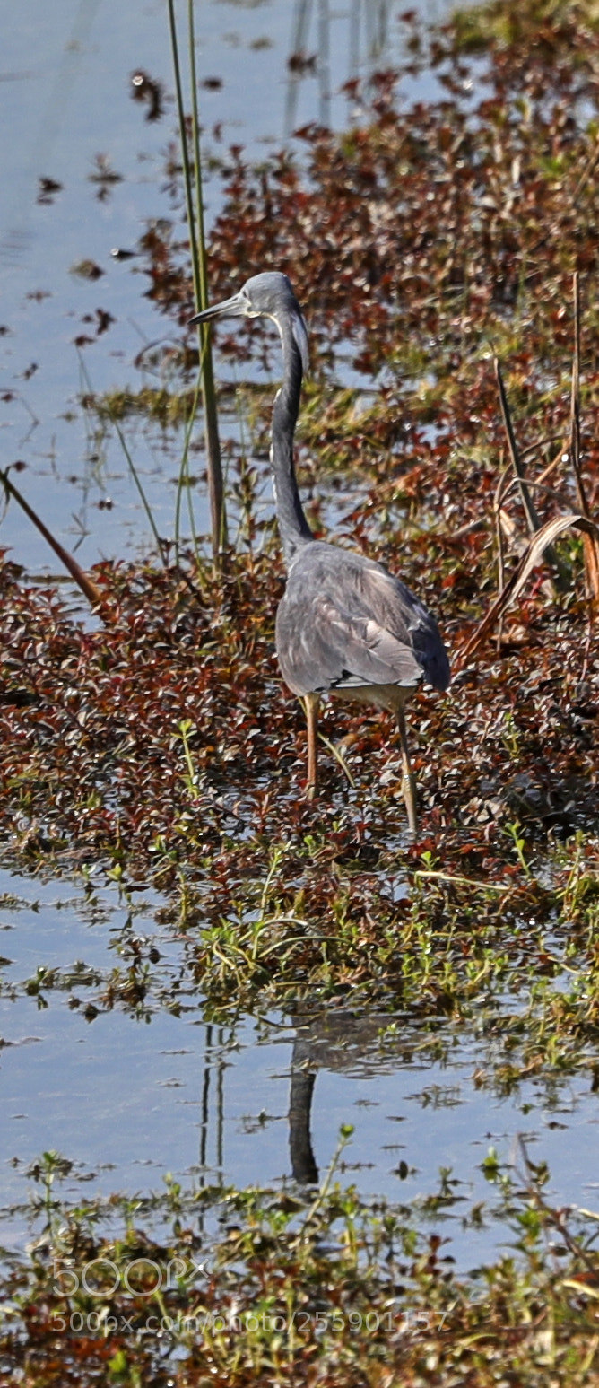 Canon EOS-1D X Mark II sample photo. 04-30-18-0015405.jpg photography