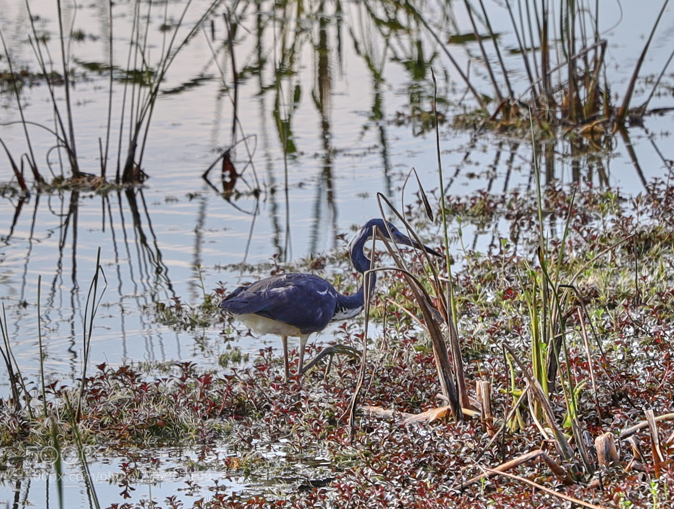Canon EOS-1D X Mark II sample photo. 04-30-18-0015402.jpg photography