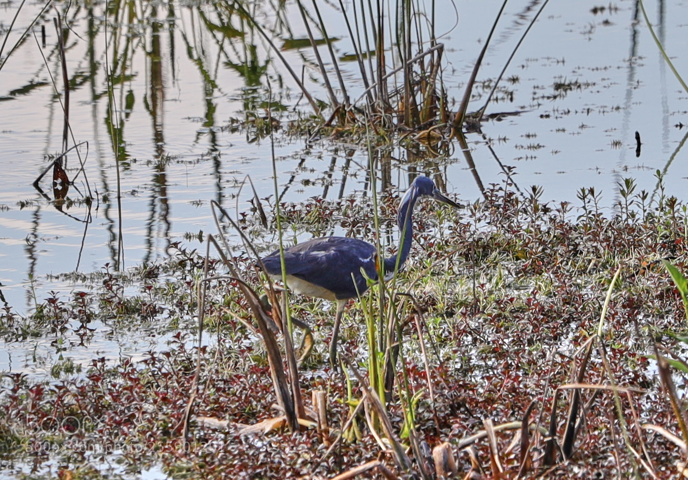 Canon EOS-1D X Mark II sample photo. 04-30-18-0015401.jpg photography