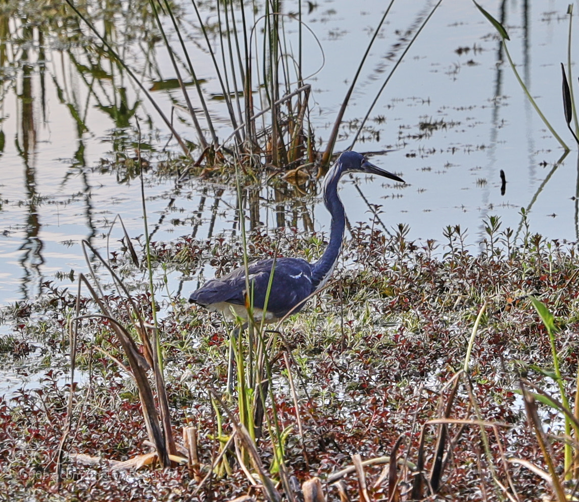 Canon EOS-1D X Mark II sample photo. 04-30-18-0015400.jpg photography