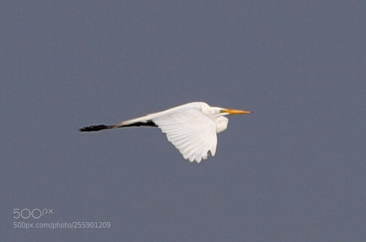 Canon EOS-1D X Mark II sample photo. 04-30-18-0015399.jpg photography