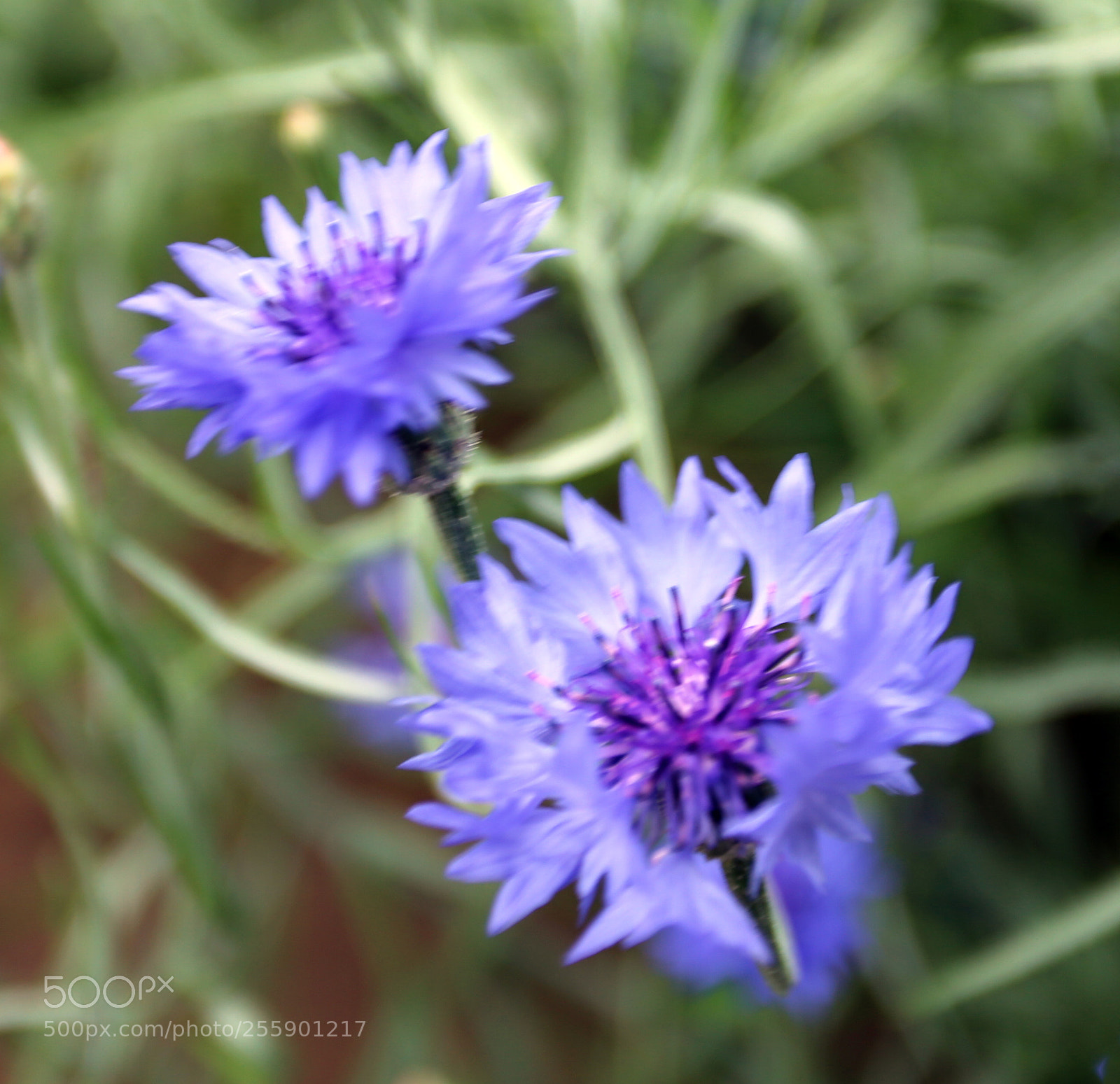 Canon EOS 6D sample photo. Flowers in summer, ely photography